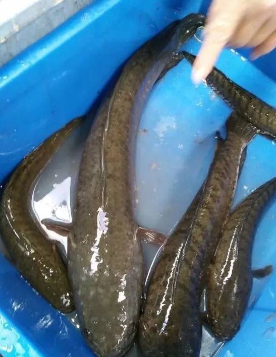 大家对这种怪异生物争论不休,有人说是黑鱼,有人说是七星鱼,真是五花