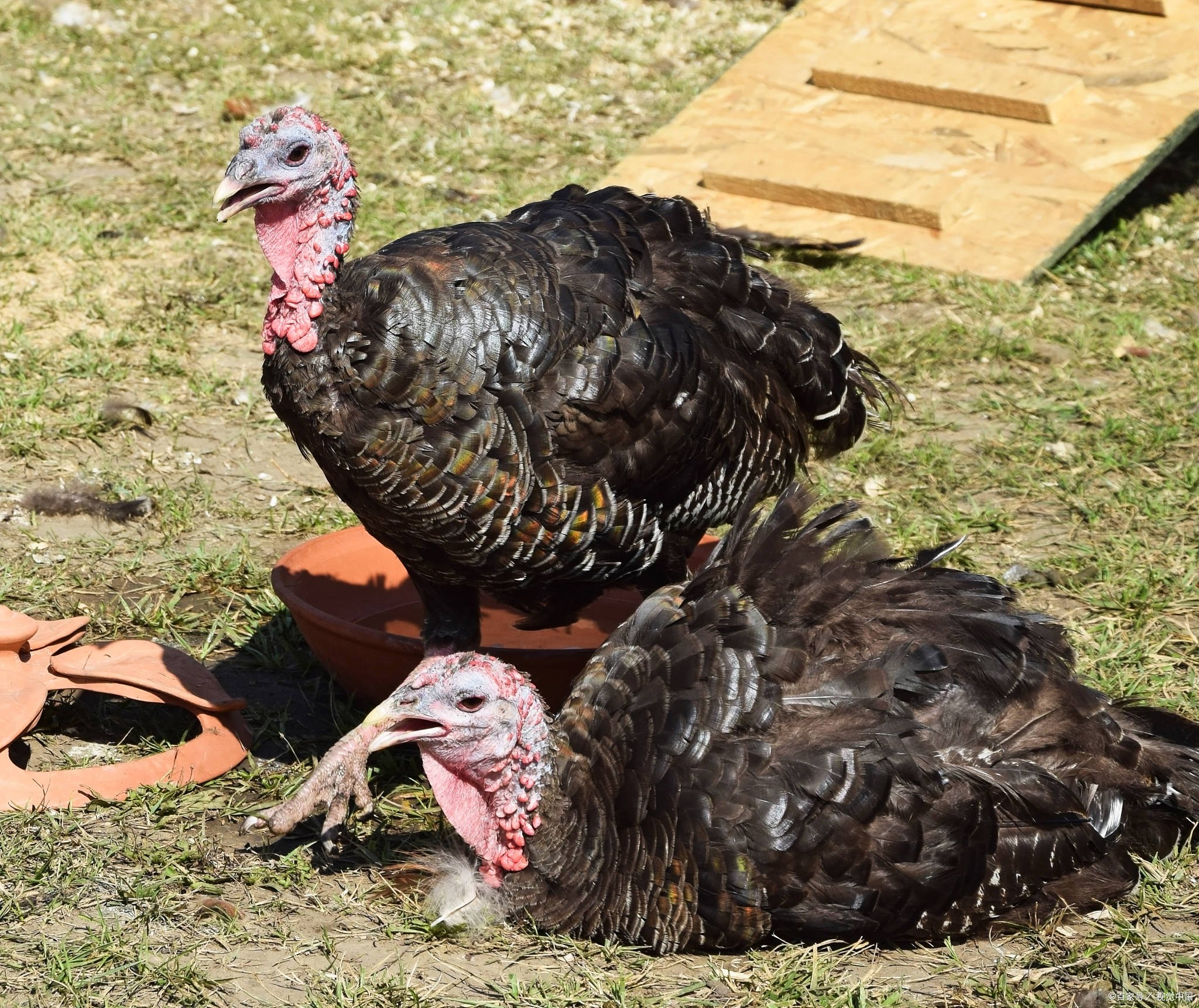 柴硬肉质中的口感与风味:揭秘火鸡在美国的受欢迎之处