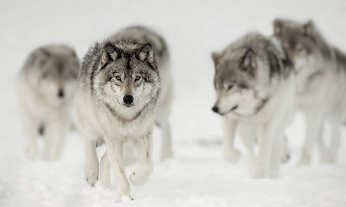 武装押运遭遇狼群围困,近战逼迫全班战士和狼群拼刺刀|轶事_连长_马车