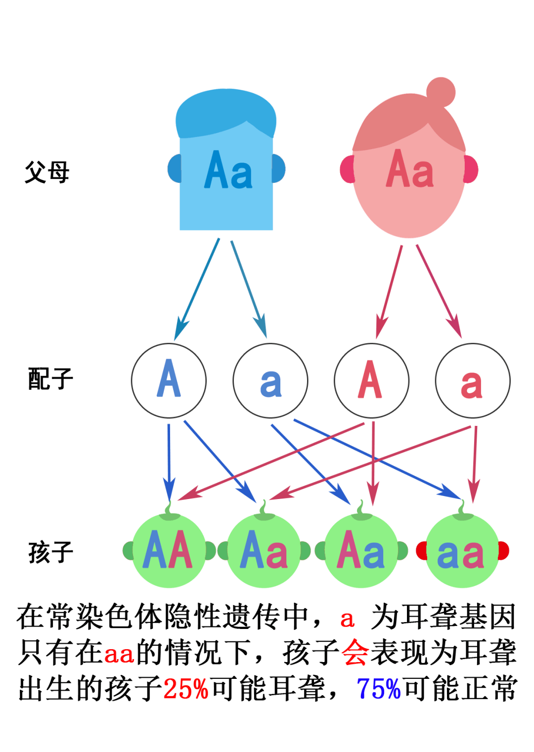 Aa×AA遗传图图片