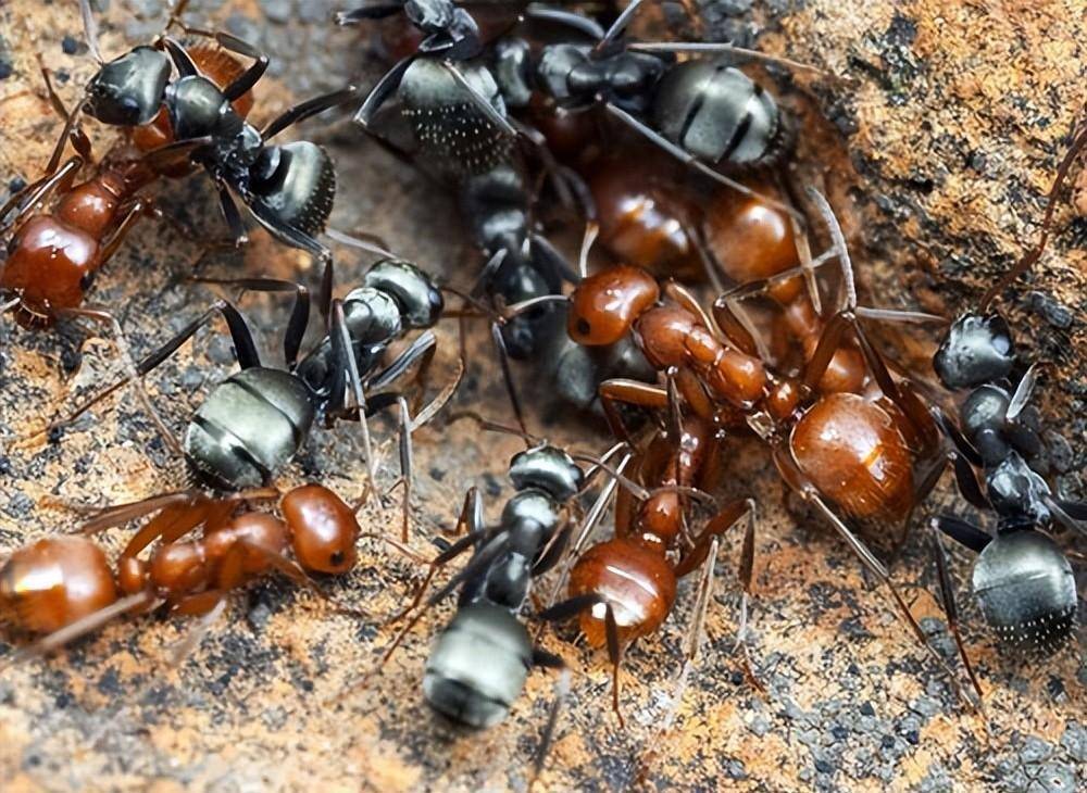 如果蚂蚁发现自己被奴役了会怎么样?