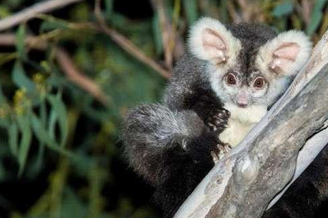 会飞的大袋貂几乎没人知道它的存在,飞行能力厉害到让人睁大双眼_动物