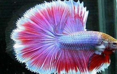 这些嘴巴很贱的观赏鱼,我们都有办法去对付它们,其实并不难_罗汉鱼