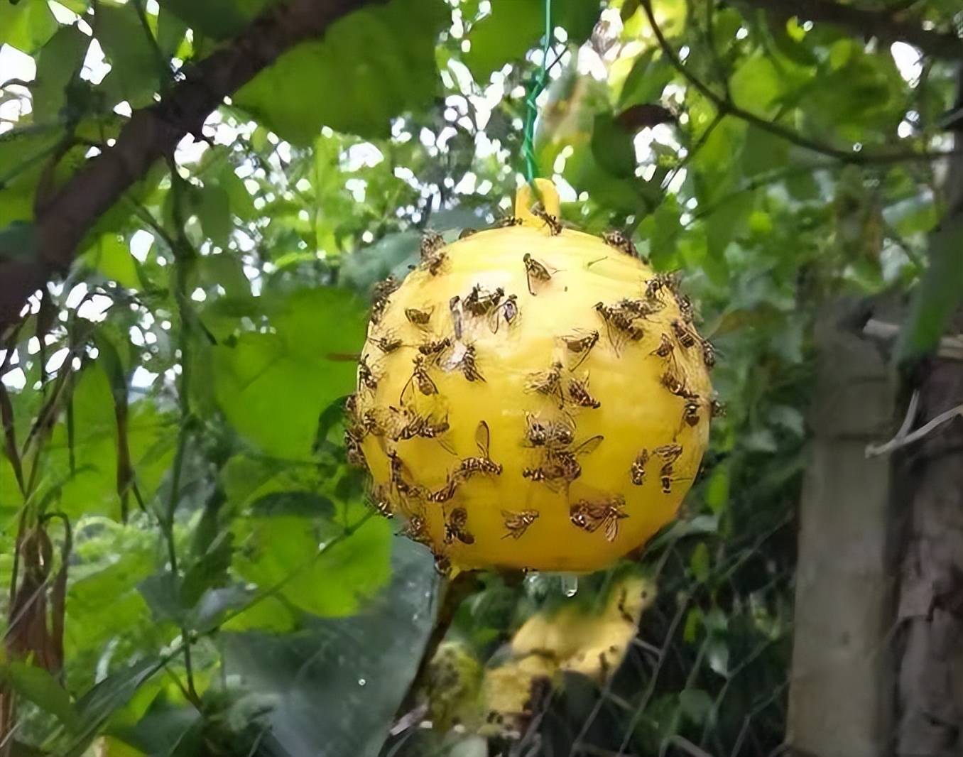 柑橘大实蝇胸翅图图片