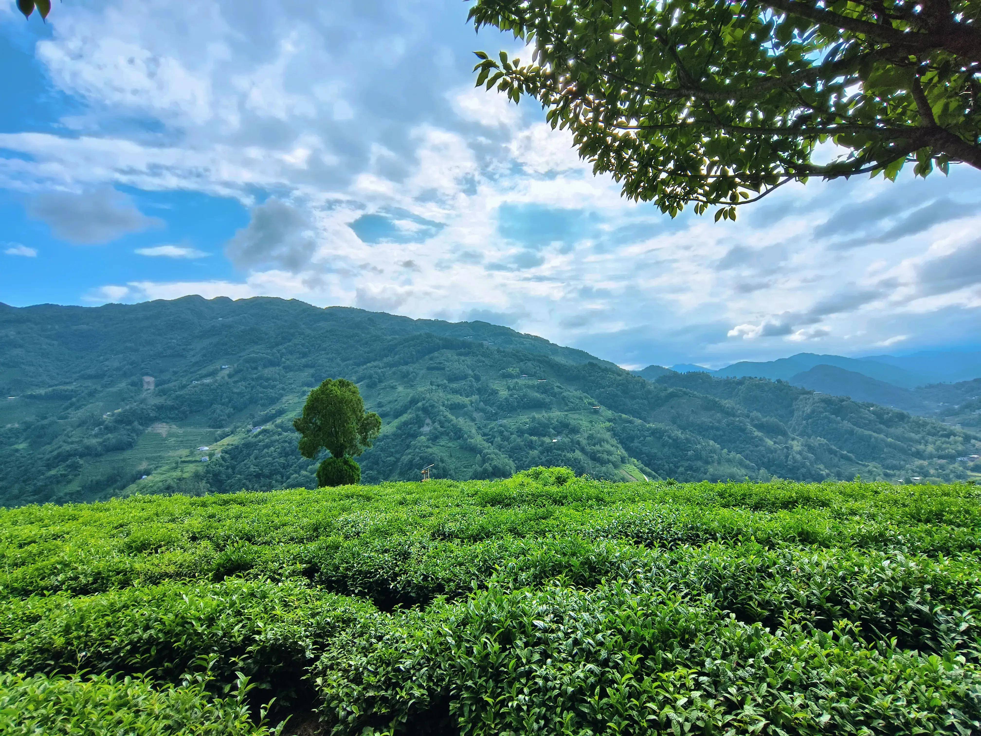 半亩茶园紫阳是全国仅有的两大富硒区之一,种茶,采茶,制茶,品茶,赏