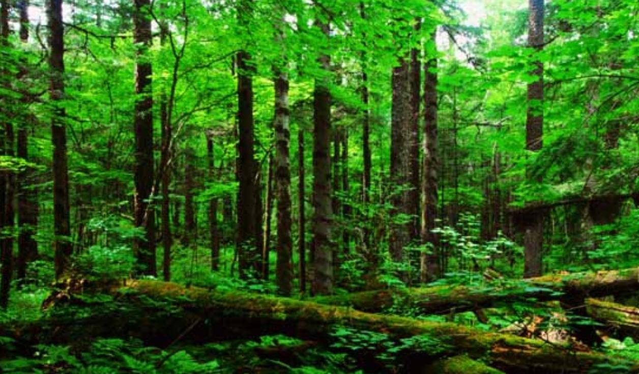 元朝南征缅甸:印度洋的出海口近在咫尺,却被明朝丢得干干净净_王朝