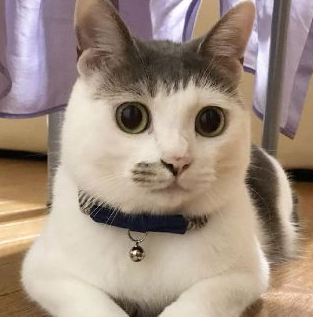 一只自带刘海的猫咪,果然单身久了,看一只猫都是眉清目秀的_土猫_表情