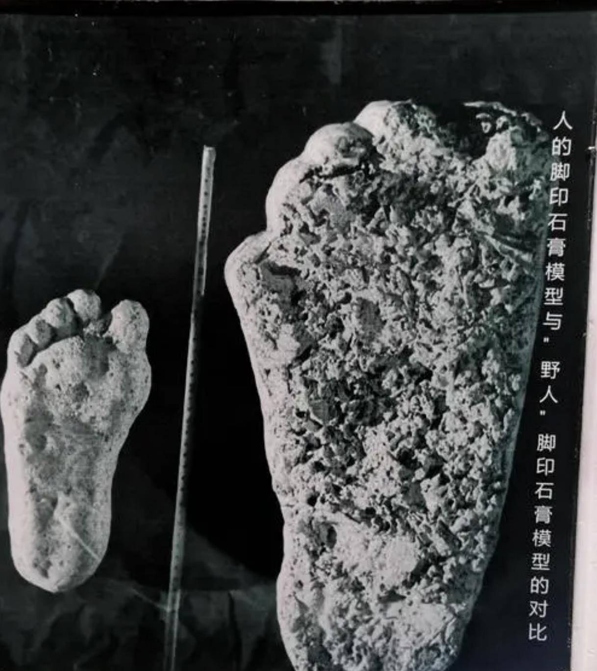 当时野人脚印的石膏模型可以看出,这个"野人"的脚比人的脚大得多,推测