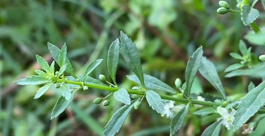 这是农村的野甘草,也叫"感冒草",功效很多,可惜很多人不知道_食用