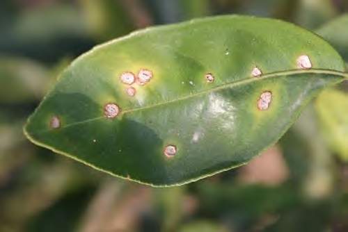 益阳市柚子主要病害防治技术_叶片_粉剂_米黄色