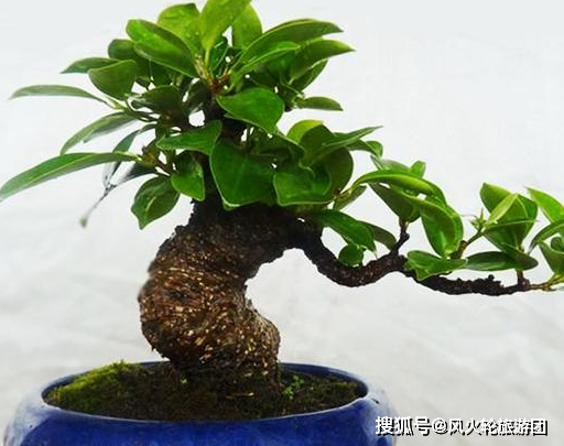 榕树盆景也可以在家里养_土壤_种植_季节
