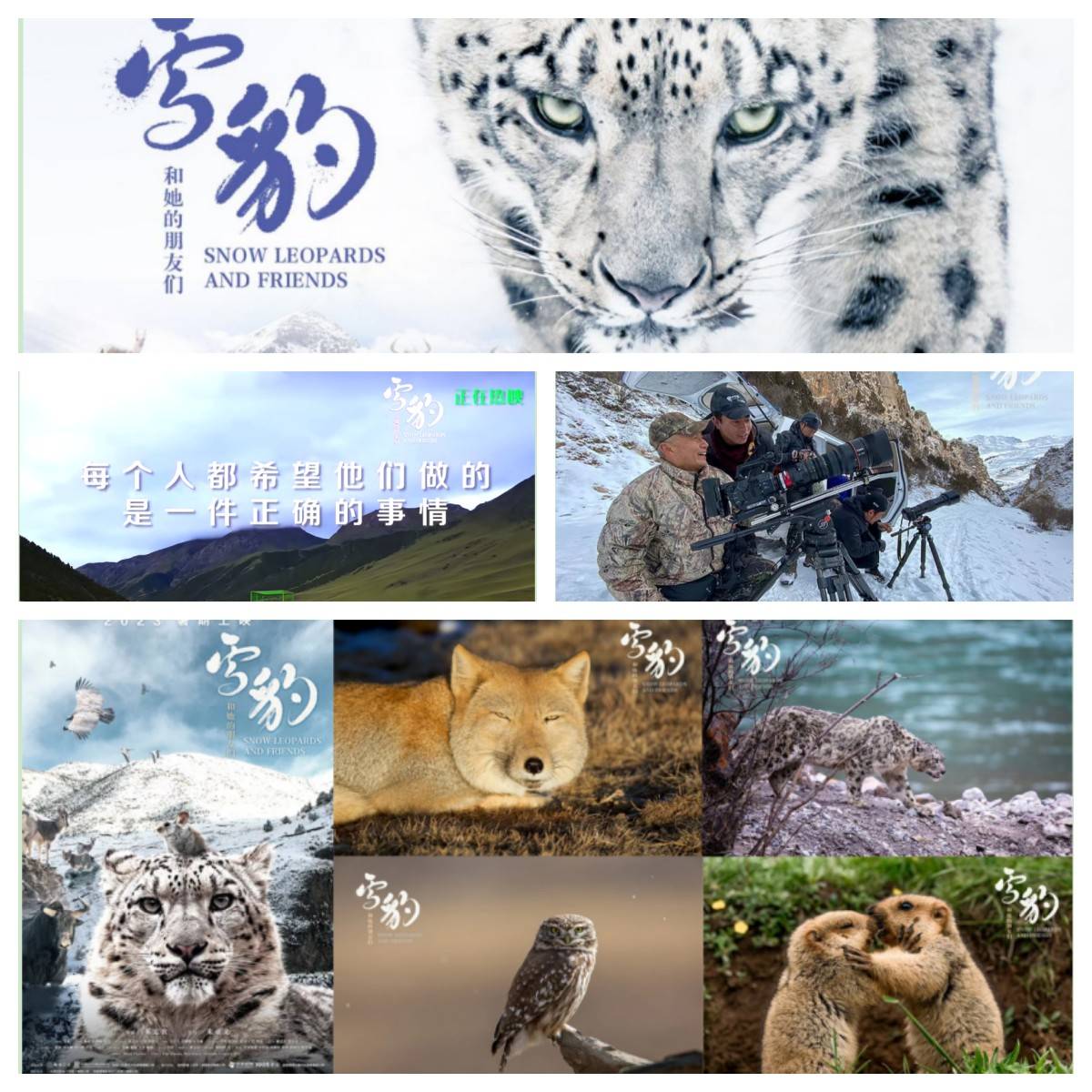 《雪豹和她的朋友们》圈粉教师团_电影_影片_生活