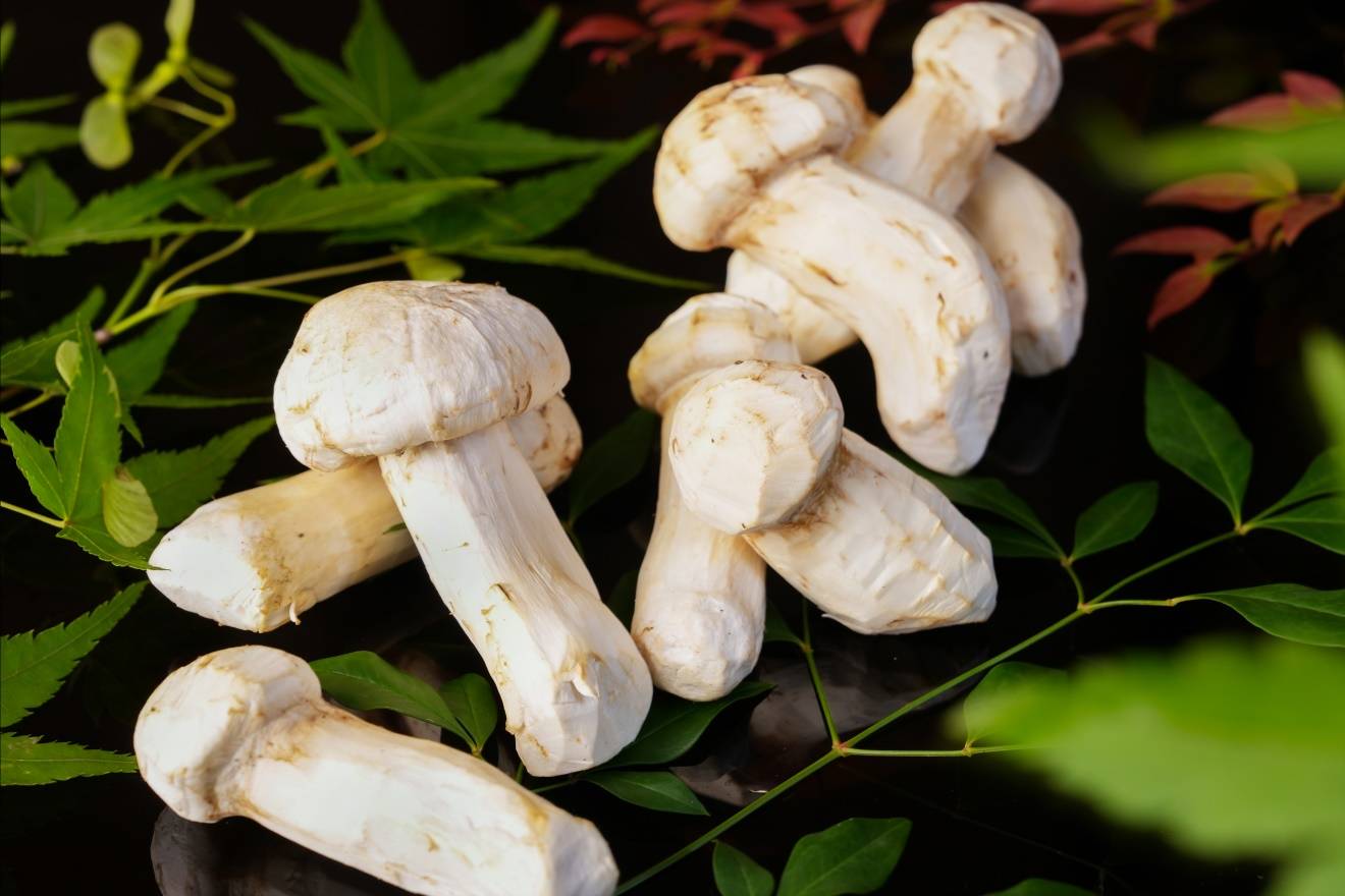 云南野生菌菇尝鲜季,武汉万达瑞华酒店推出珍味松茸_休闲_餐厅_口感