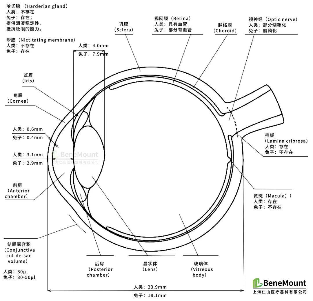 实验动物|兔眼解剖结构,生理参数及眼部疾病模型_兔子_眼压_视觉