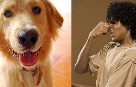 一,柴犬大家都知道柴犬是狗界的金马影帝"黄渤",可以说是笑起来简直是