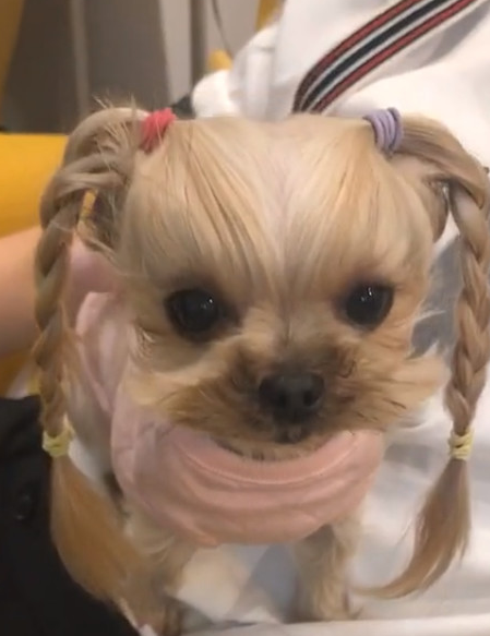 宠主给狗狗扎双马尾,网友:单身久了,看一只狗都是眉清目秀的_丑萌