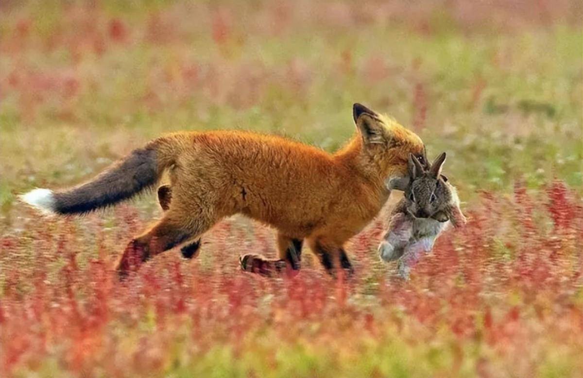 赤狐咬人图片