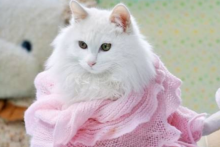 猫咪虽然爱干净，但因这三大原因也可能发臭，这到底该如何解决？