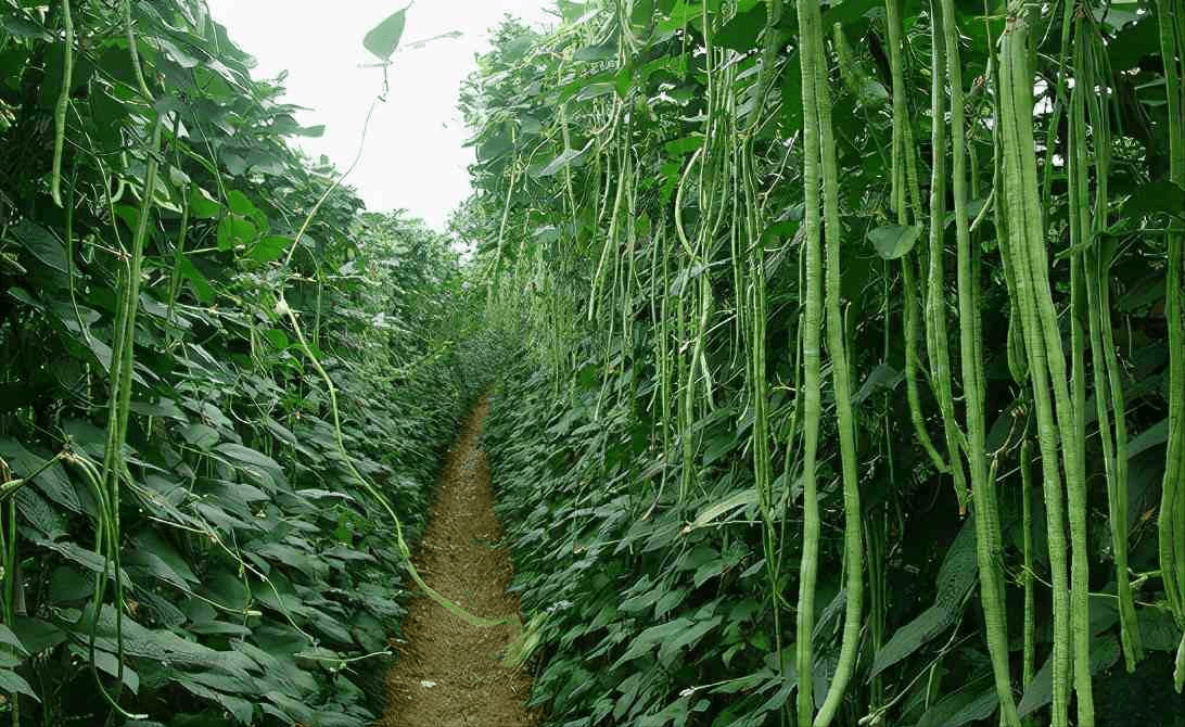 种植豆角如何开花多,结果多,产量高?