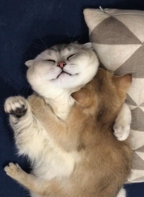 大猫咪抱小猫睡觉,这姿势简直不要太有爱!男友力爆满_主人_网友_妈妈