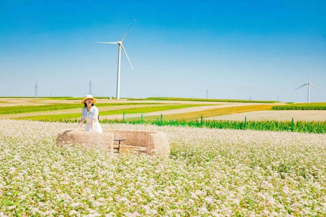 寻梦清爽定边,畅游荞麦花海,共享浪漫美好时光!_画卷_盛宴_陕北