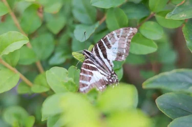 同时,带领着小朋友亲手栽种丝带凤蝶的寄主植物——马兜铃