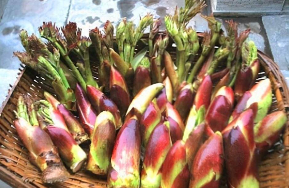 刺老芽号称"山野菜之王",凭什么价格比肉贵?怎么做好吃?