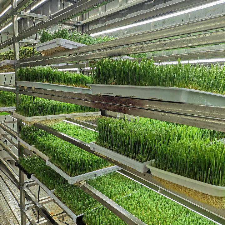可种植水培牧草和蔬菜的植物工厂--潍坊金欣农业科技发展有限公司