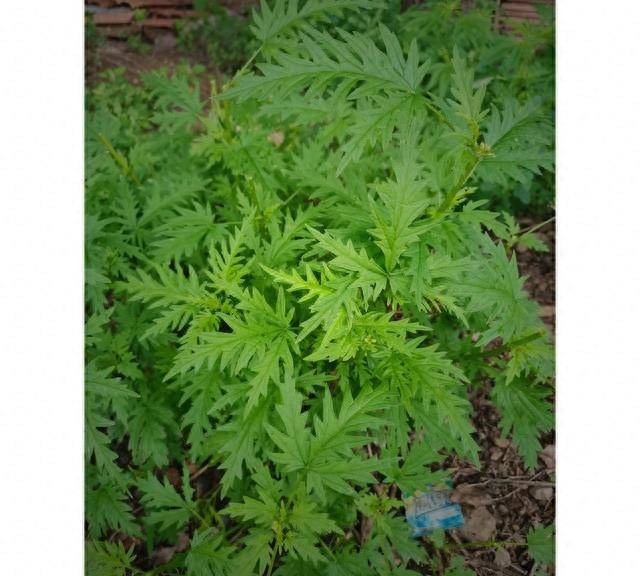 赤峰美食之哈拉海炖土豆_道菜_口感_过程