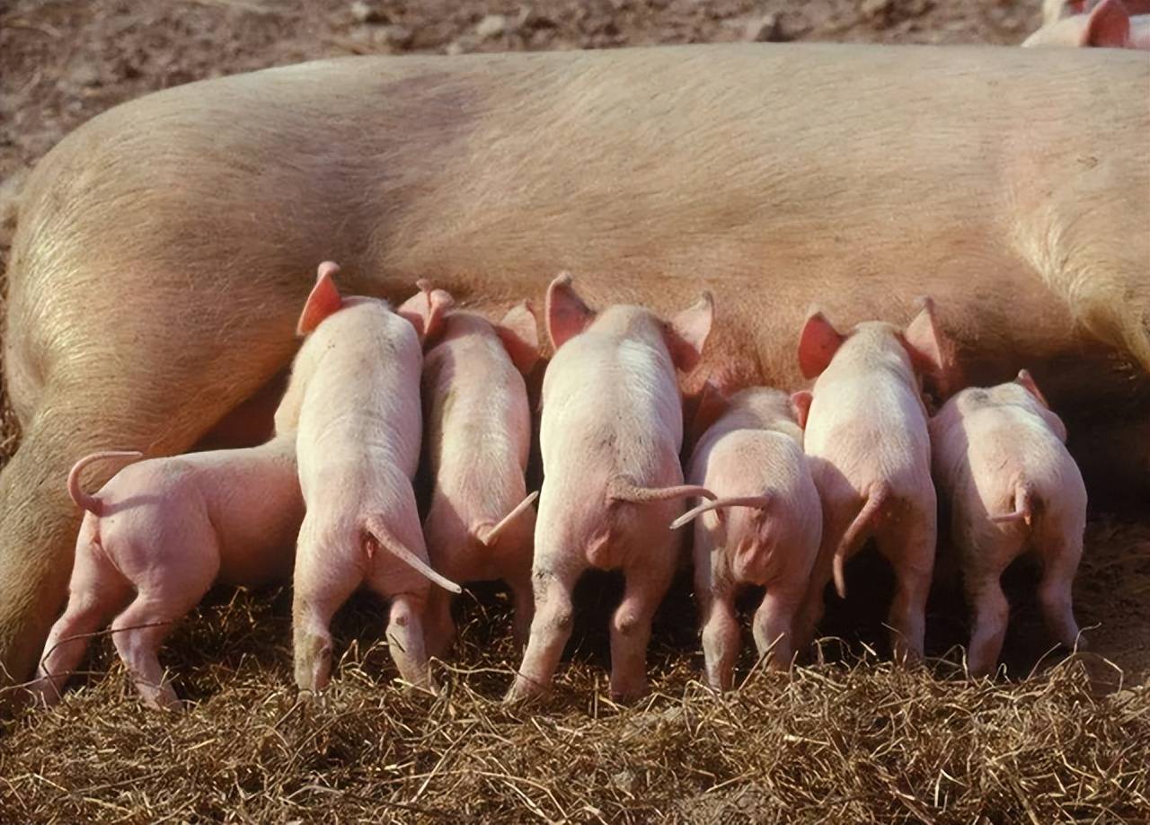 母猪配不种的解决办法?本文告诉你_进行_消炎_子宫