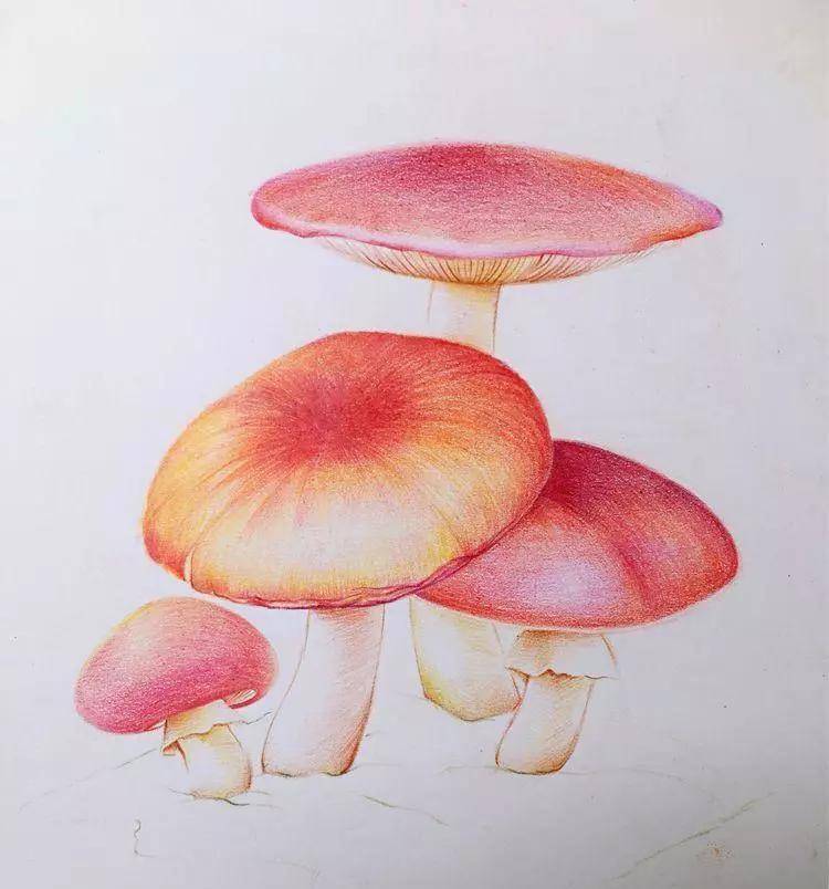 美术匠:原来彩铅画蘑菇这么简单