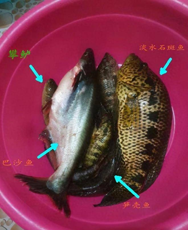 罗非鱼变鳜鱼?广西男子钓到外来生物,因长相奇特引发关注