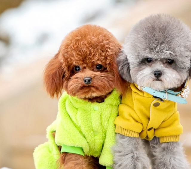 泰迪犬认主人的几大表现 以及日常护理_宠物_时候_狗狗