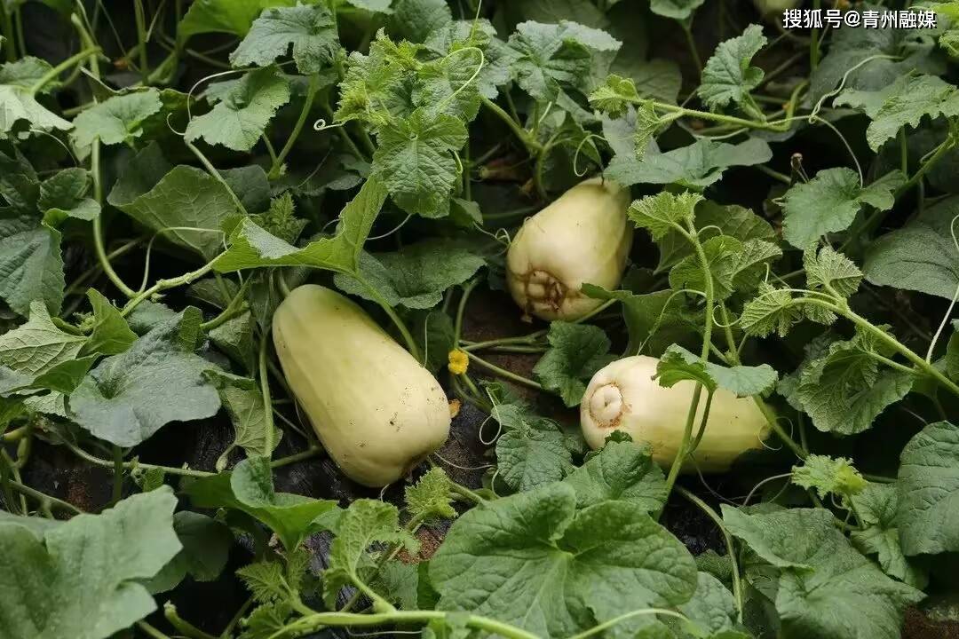 一村一品青州在行动——巨弥银瓜_种植_黄楼街道_发展