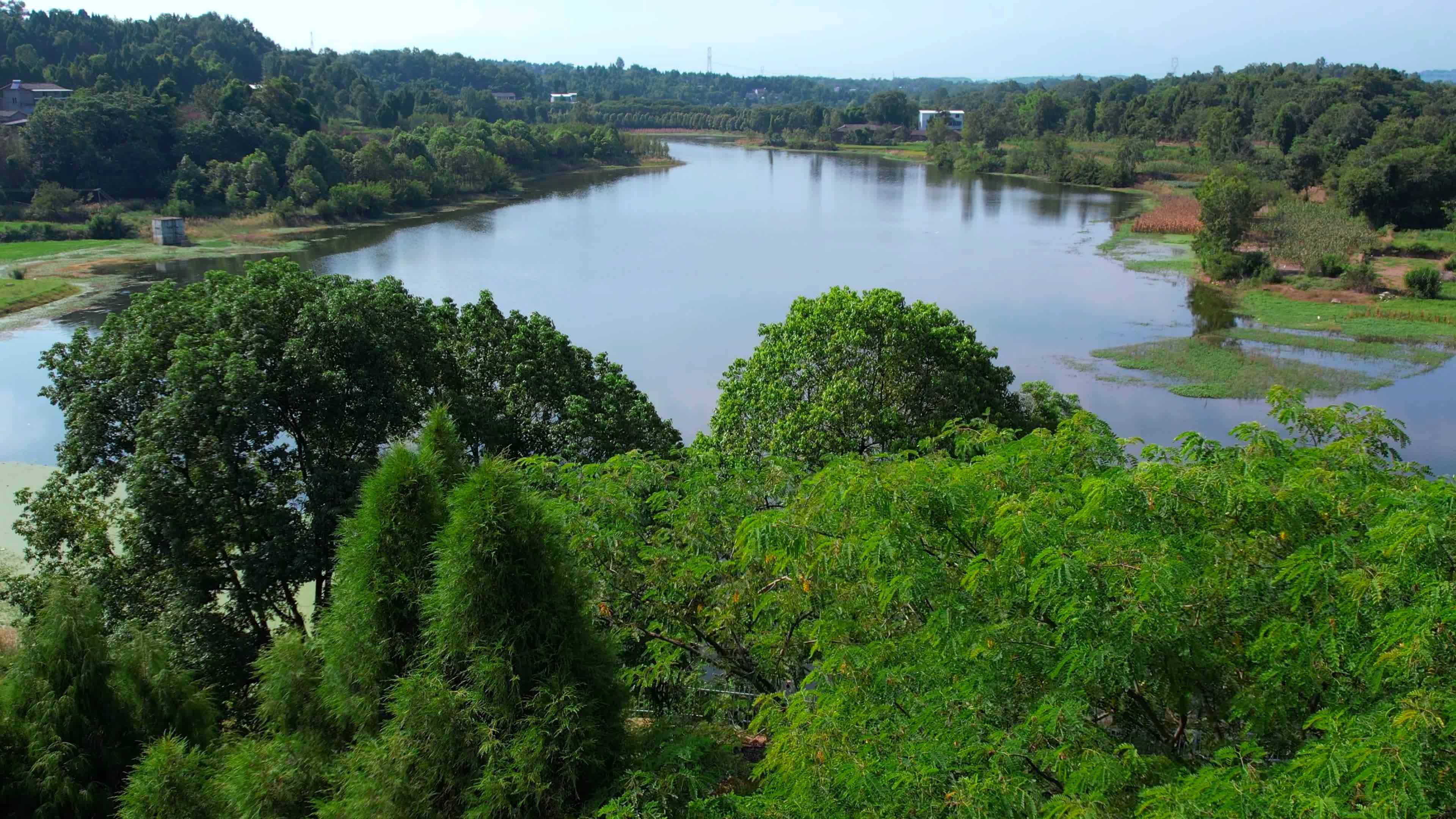 白鹭群飞生态美 碧波荡漾画意浓_江油_绵阳_水库