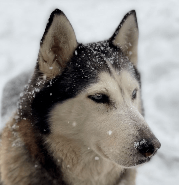 哈士奇特别喜欢在雪里玩,主人就陪它躺在雪地上一起打滚儿_sakari
