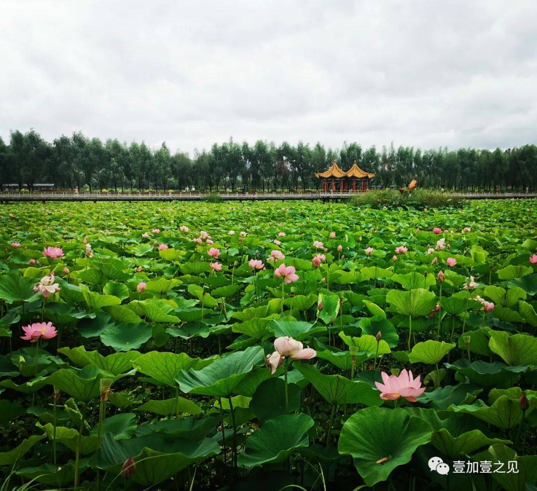 七台河:初秋景色美