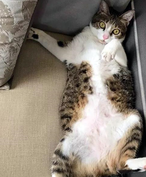 去乡下路上捡到一只小奶猫,带回家奶奶激动地扔掉了拐杖! 去乡下路上捡到一只小奶猫,带回家奶奶激动地扔掉了拐杖!