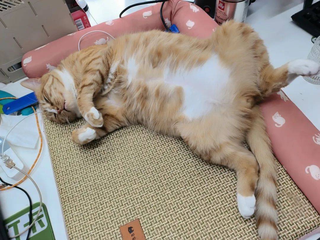 据说这种猫,天下第一._猫咪_简州_花猫