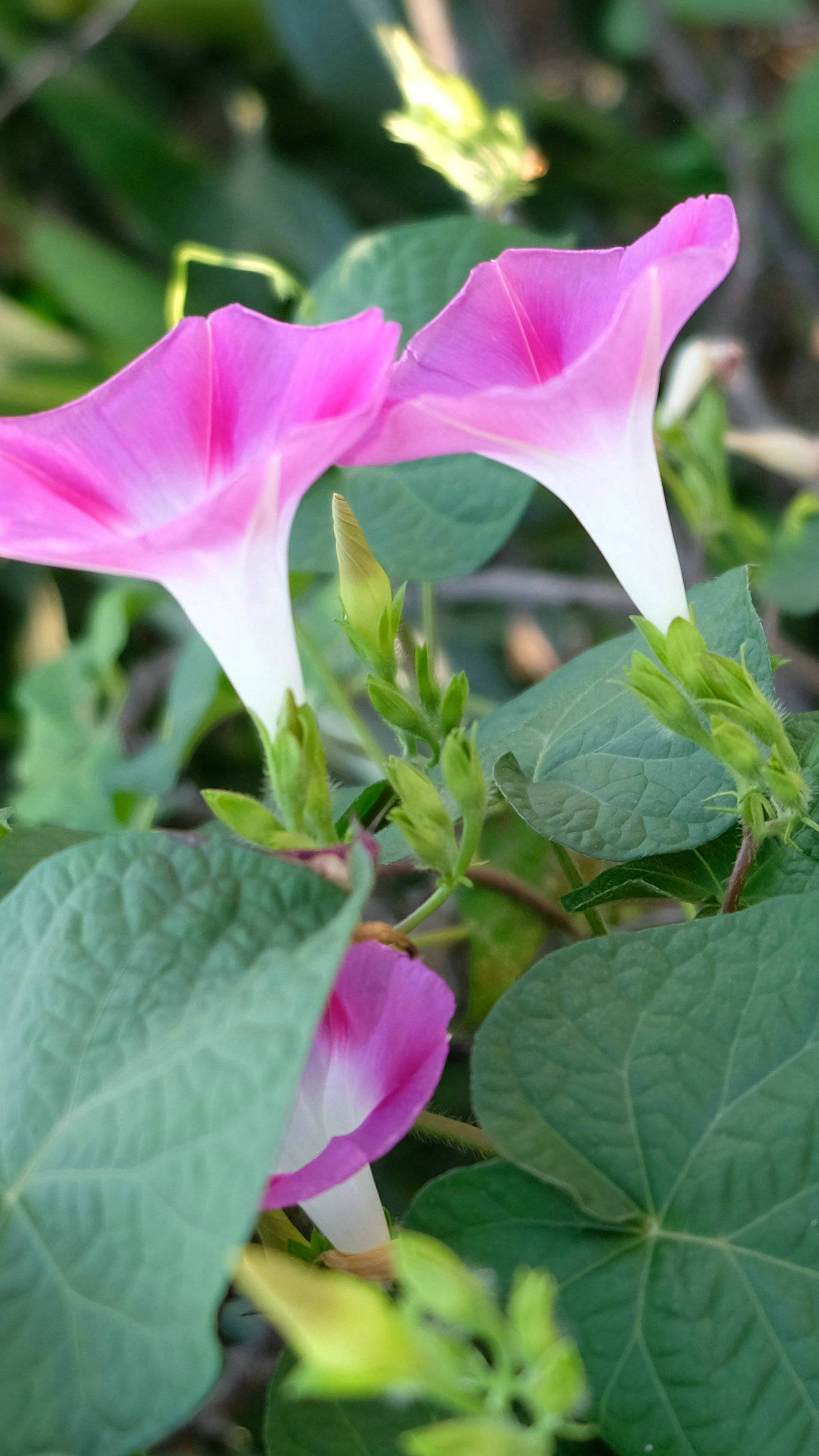 乡村牵牛花正鲜