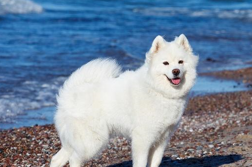 俄罗斯犬盘点 俄罗斯有哪些狗是比较出名的!_萨摩耶_能力_玩具