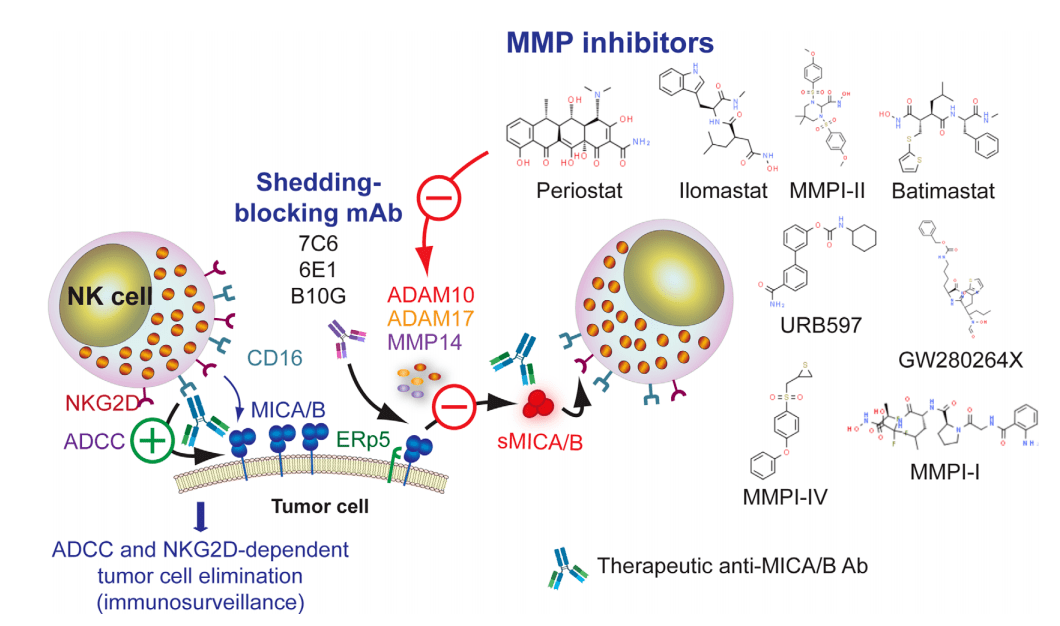 此外,单克隆抗体7c6和6e1都识别mica/b的α3结构域,抑制其蛋白水解