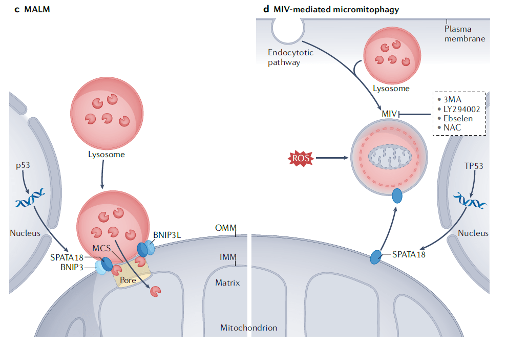 自噬研究指南|最"冷门"的自噬——微自噬系列介绍(一)_线粒体_蛋白质
