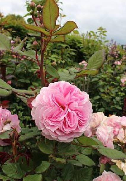 简短而深刻的情感句子，优美有内涵，每句话都描述着人生