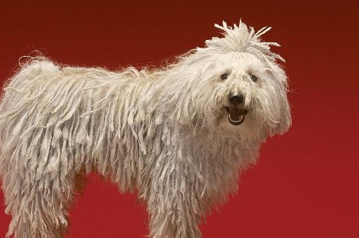 长到一定程度就一绺一绺,像极了时尚界喜欢的"脏辫儿"发型,而毛驴,也