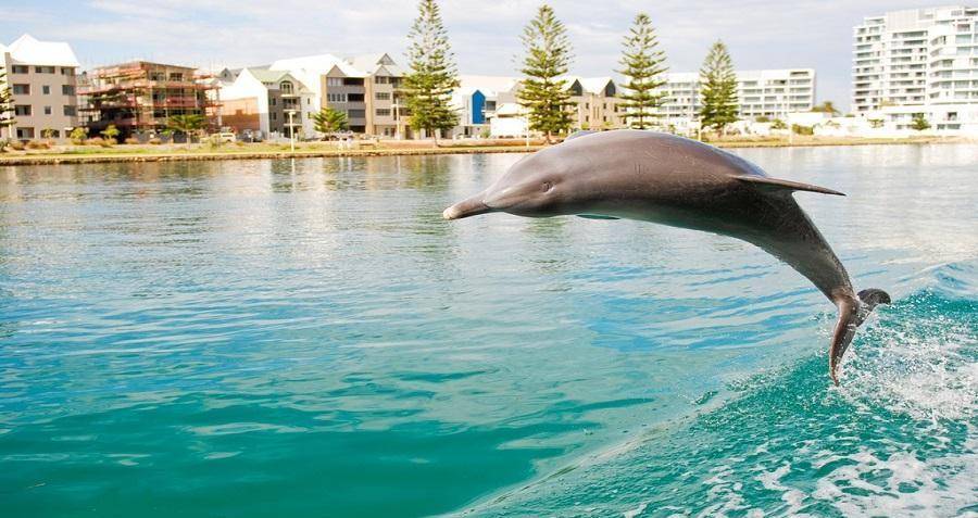 被迫和爱人分开后,海豚选择水下闭气自杀_彼得_玛格丽特·豪_实验
