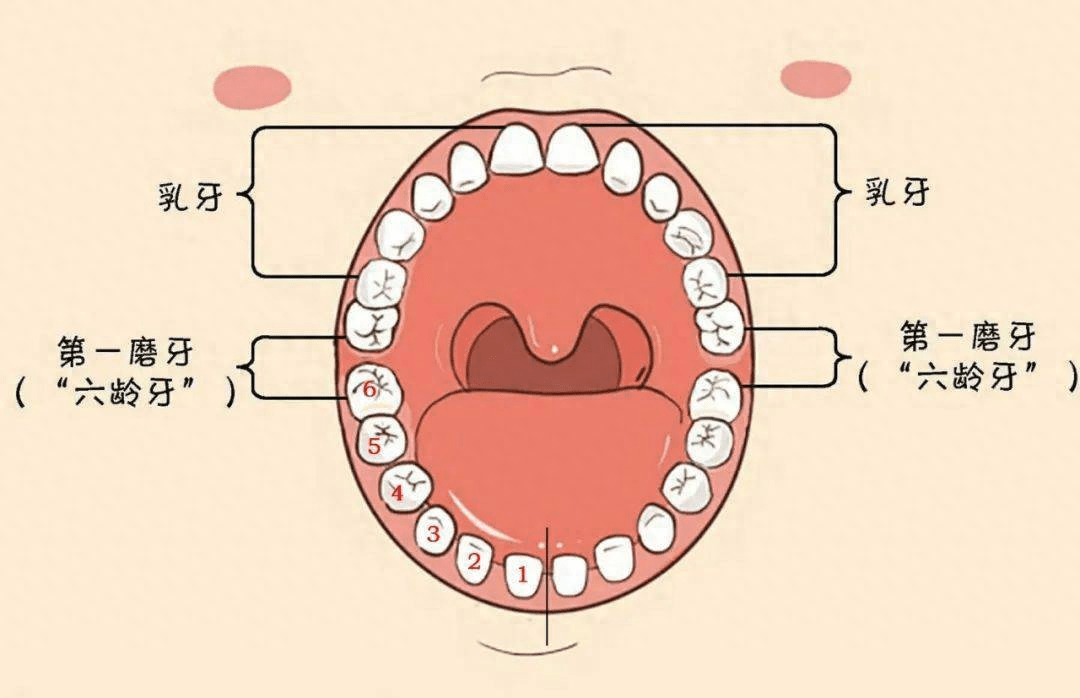 昆明长鹏口腔科普 小孩子牙齿生长顺序