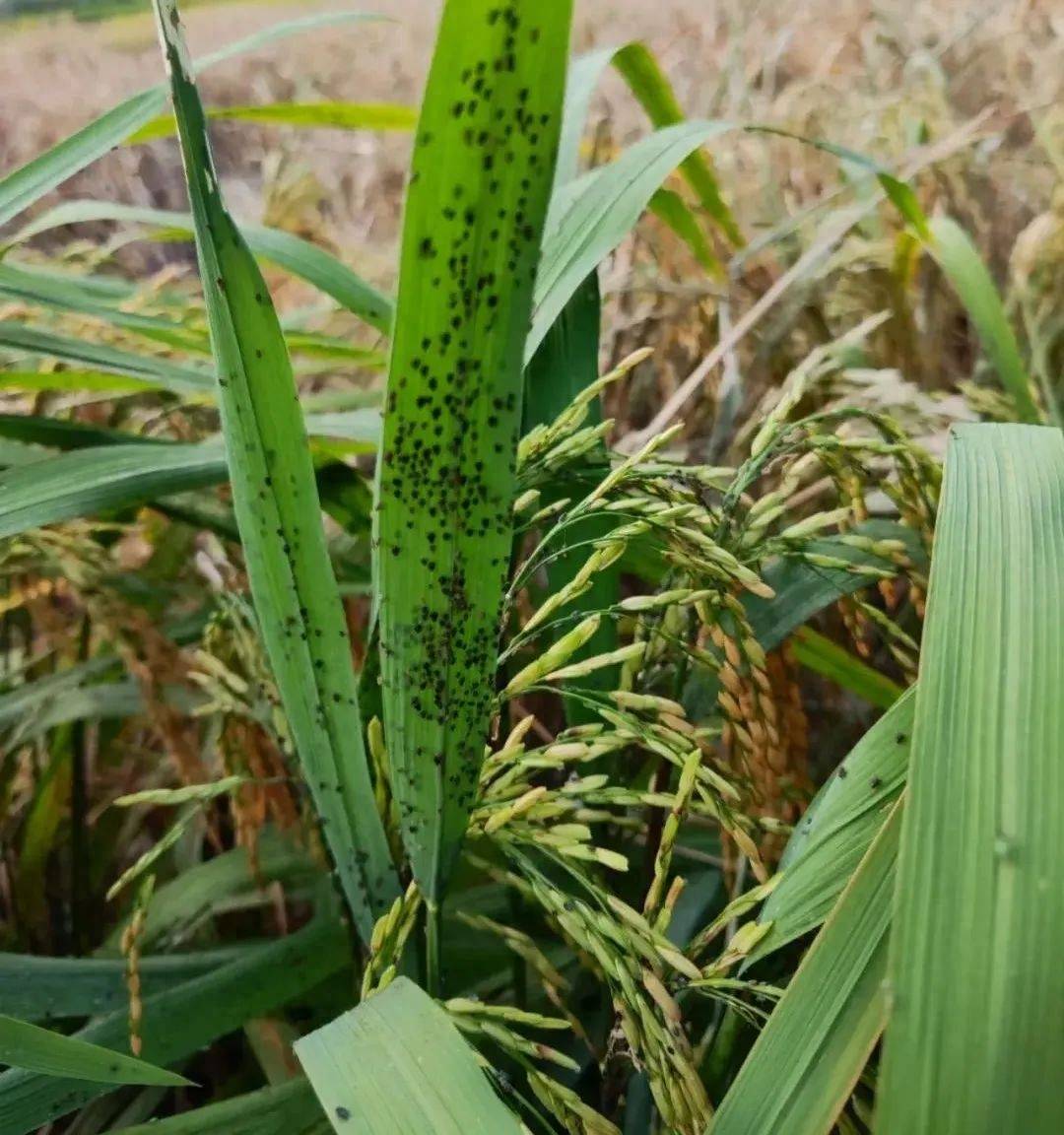 7亿亩次!稻飞虱集中暴发,多地预警_水稻_局部_农技中心
