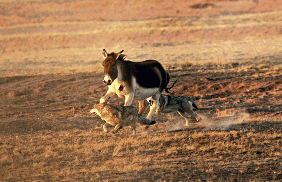 重达800斤的藏野驴,竟然比野狼还高!它和汽车也会比赛?