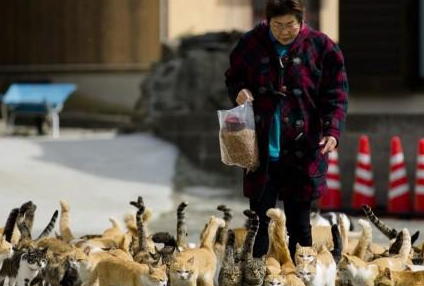 “猫岛”住9人养210只猫，岛民申请对猫咪集体绝育 